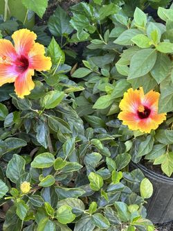 Hibiscus O Tulipanes Gardenias Buganvilias Geranios O Malbabiscos