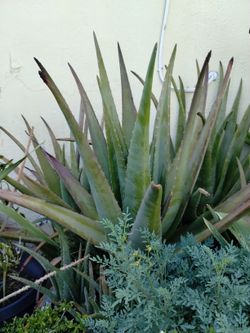 Tengo Bastantes Matas De Sábila De La Mejor La Original  Ala Venta Precios Varían De Pende El Tamaño 