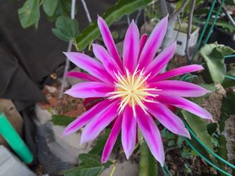 Dragon fruit plant cutting