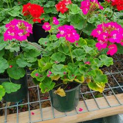 Geranios Geraniums Plants 1gallon 