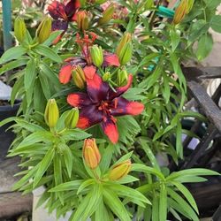 Flower Plant