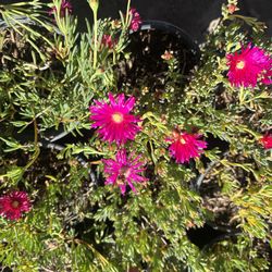 Iceplant