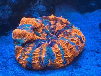 Fake aquarium decoration-acantho, OT7 mushrooms