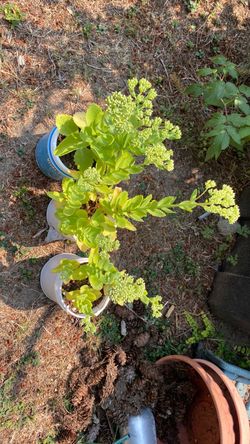 3 pots autumn joy sedum