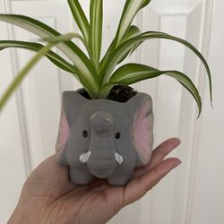 Beautiful Variegated Spider Plant With Cute Pot