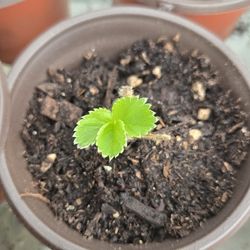 Albion Strawberry Starts