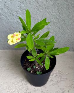 Crown of thorns plant