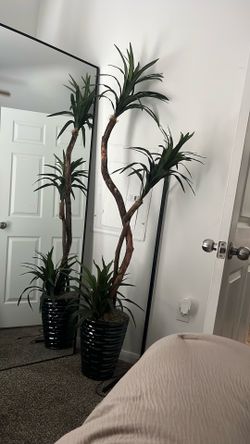 Dragon Tree