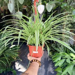6” Chlorophytum Spider ‘Variegated $19.99🤍💚🤍