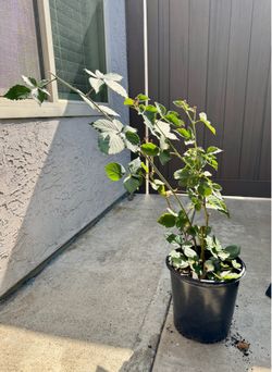 Ouachita blackberry plant