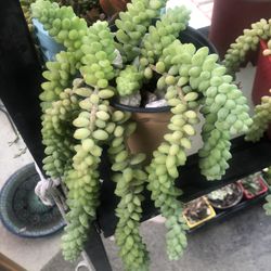Succulent