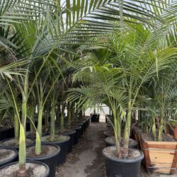 King Palm Trees