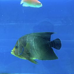 Aquarium Saltwater
