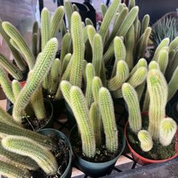 Golden Rat Tail In 4” Pots $6 Each 