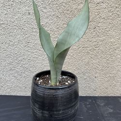 Moonshine Snake Plant