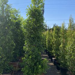 Ficus Nitida Privacy Hedge