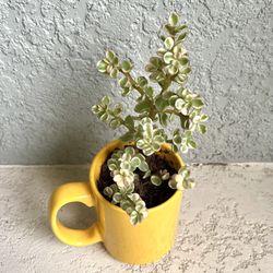Variegated Portulacaria Afra Plant 