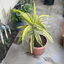 planta Para Adentro 