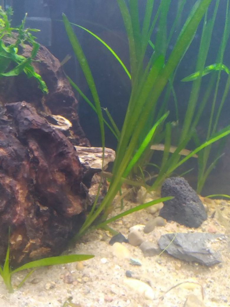 Fish Aquarium Plants
