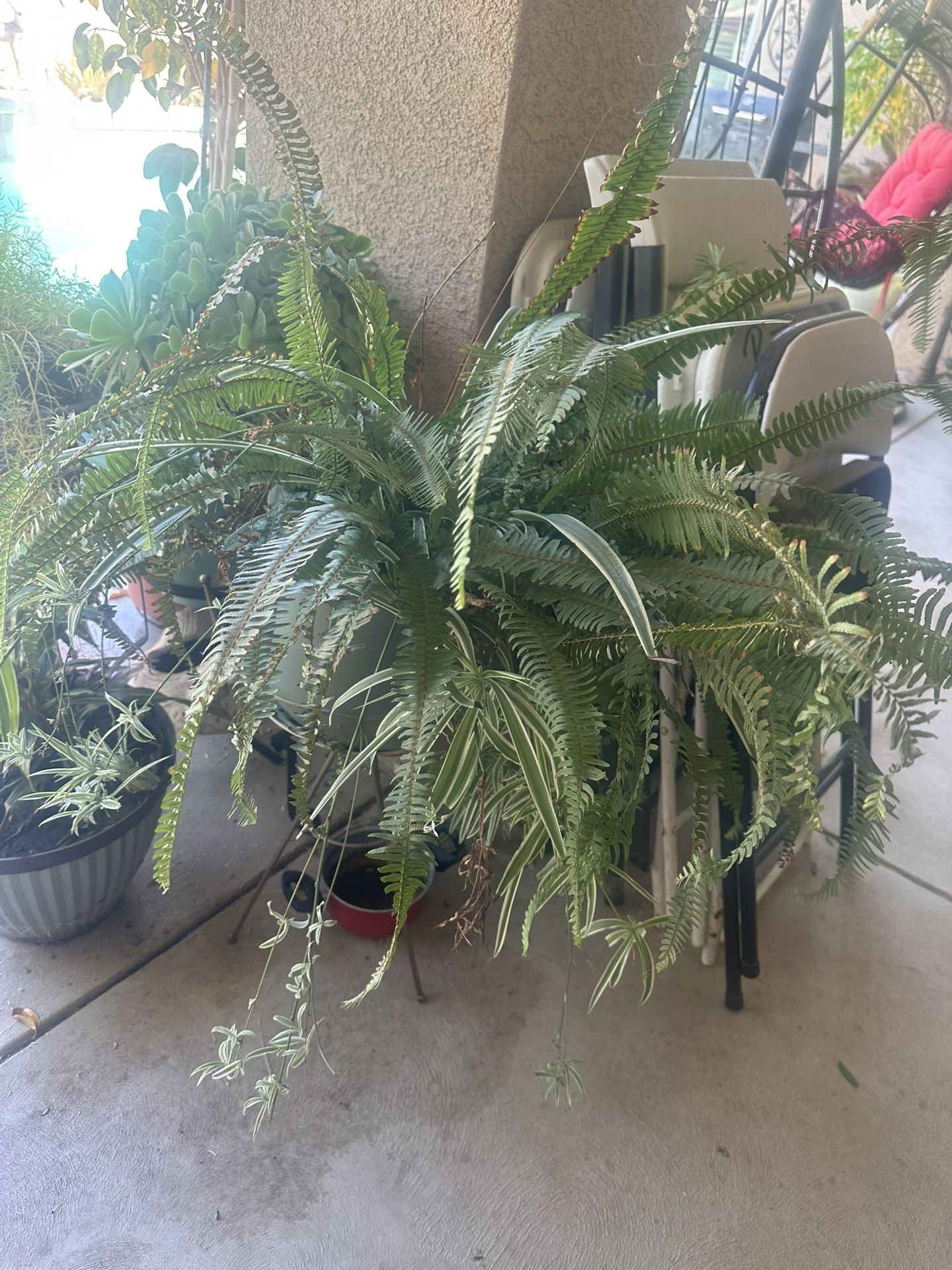 Potted Fern Plant 