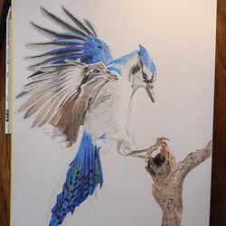 Blue Jay Ilustración Con Lápices De Color   9inx12in Papel Bristol
