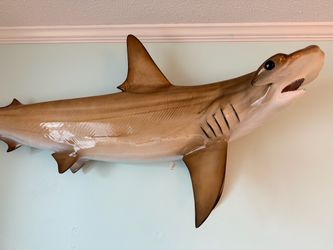 Fiberglass hammerhead shark