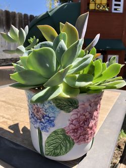 Succulent in 5 1/2’ decorative pot