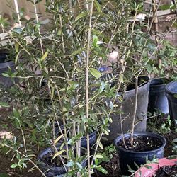 Olive Trees, 2 Foot Tall $20 Each