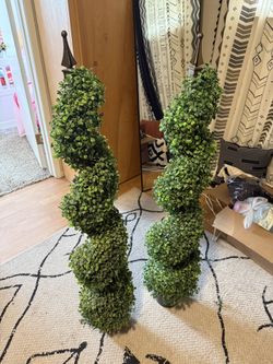 Boxwood Topiary