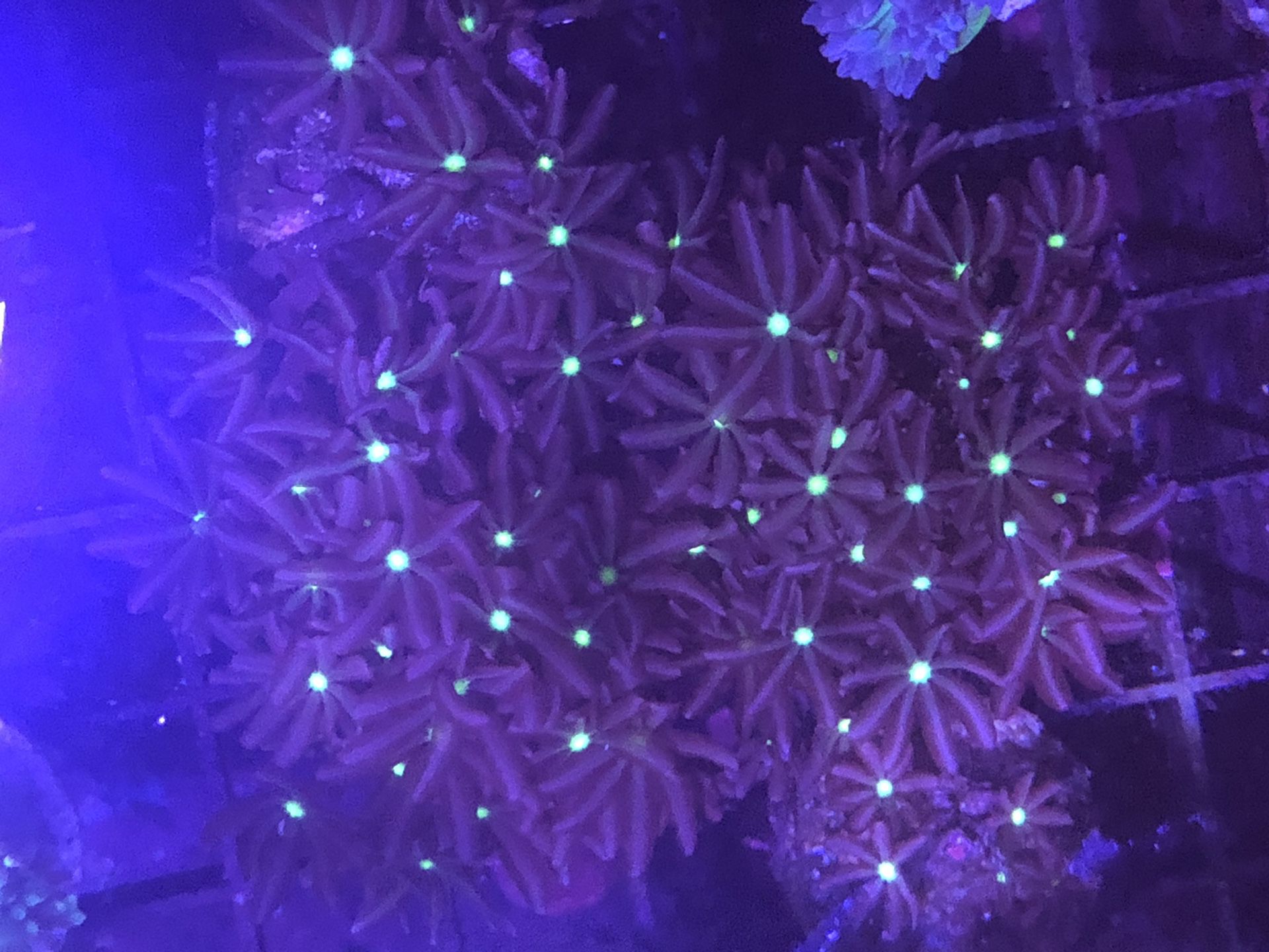 Purple Star polyps Coral frag