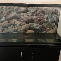 Fish Tank 