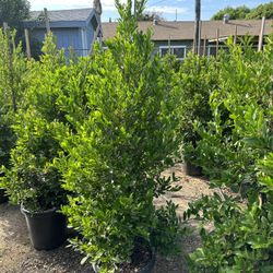 Carolina Cherry Privacy Hedge