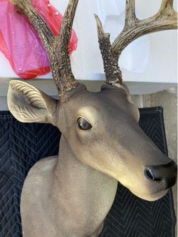 Deer buck taxidermy trophy head mount