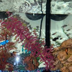 FISH tank & MORE!!!