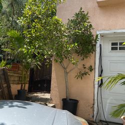 Ficus Nitida Tree