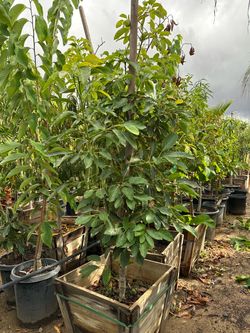Hass avocado tree 25gal