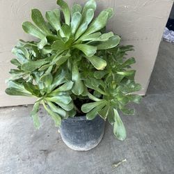 Plants
