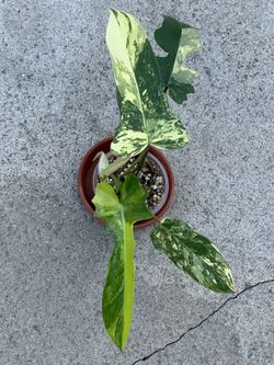 Philodendron Florida Beauty x Mayoii Variegated Narrow Form