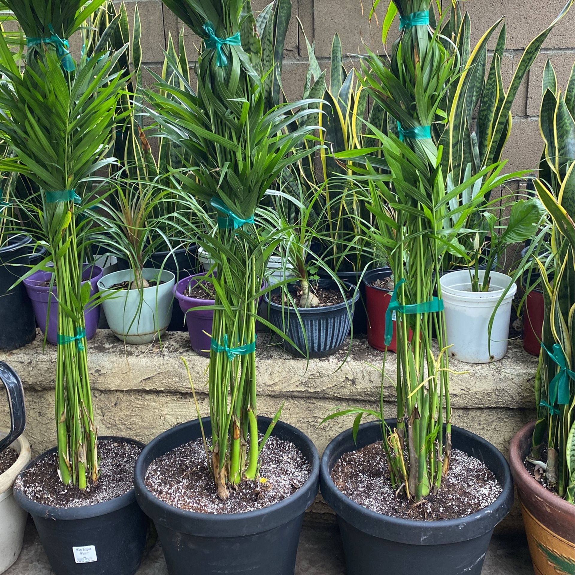 Indoor cat palm hot sale