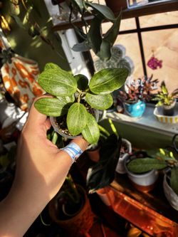 Hoya fitchii