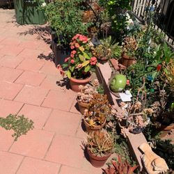 ALL PLANTS MUST GO SALE