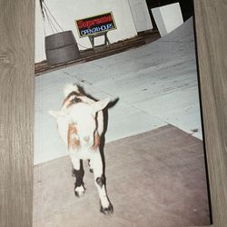 Supreme / Harmony Korine “Sun Damage”