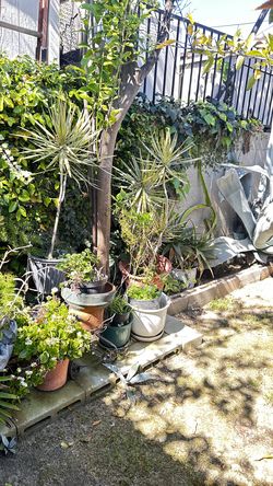 Plants and trees in ceramic pots and stands