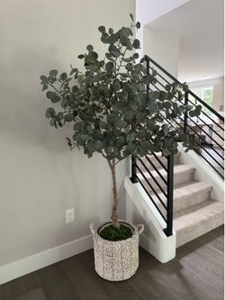 Eucalyptus tree in weave basket