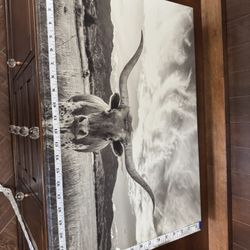 Bull Canva