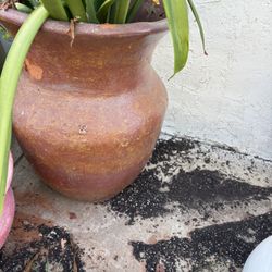 Big XL Pot With plant $10