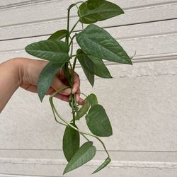 Cebu blue plant CUTTINGS