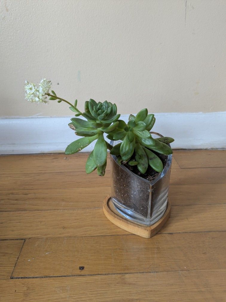 Succulents And Aloe