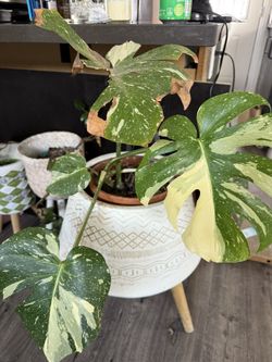 Monstera Thai Constellation (rare)