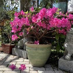 Azalea Bonsai